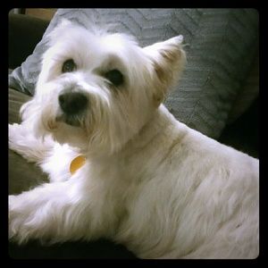 Store shopping companion.